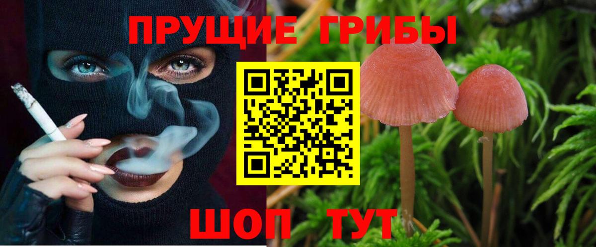 Псилоцибиновые грибы Psilocybe Печора